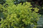 Alchemilla mollis Vasteplant Vrouwenmantel, Tuin en Terras, Planten | Tuinplanten, Ophalen of Verzenden, Zomer, Overige soorten