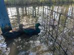Koppels zwarte kwakers, Dieren en Toebehoren, Pluimvee, Meerdere dieren, Eend