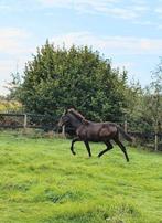 Exclusief, groot bruin PRE veulen, Dieren en Toebehoren, Paarden, Gechipt, Dressuurpaard, 0 tot 2 jaar, Hengst