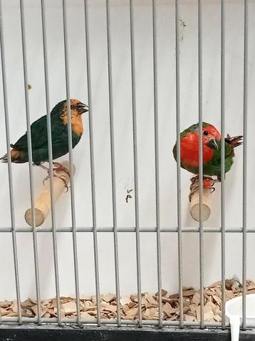 Koppel roodkop papegaai amedine  beschikbaar voor biedingen