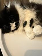 Half perzische langhaar kat, Dieren en Toebehoren, Katten en Kittens | Raskatten | Langhaar, Kater, Ontwormd, 0 tot 2 jaar