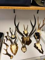 Geweitjes, hoorns, ornament, Ophalen of Verzenden