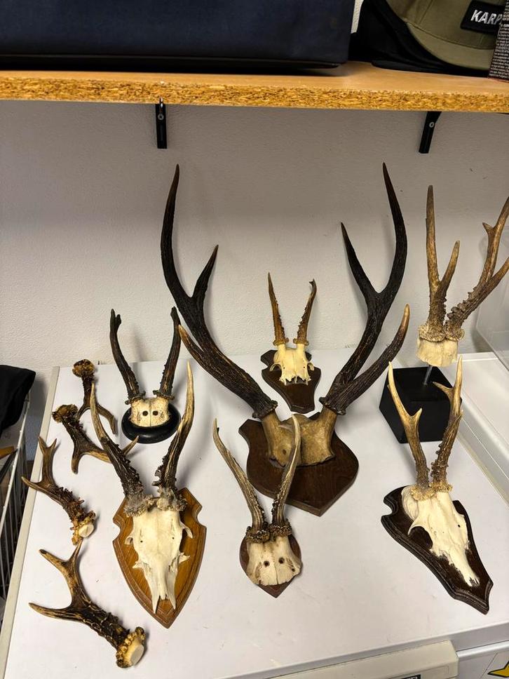 Geweitjes, hoorns, ornament, Antiek en Kunst, Antiek | Overige Antiek, Ophalen of Verzenden