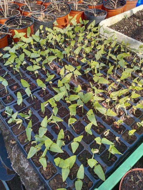Surinaamse kousenband plantjes 0,60 cent per plantje, Tuin en Terras, Planten | Tuinplanten, Eenjarig, Groenteplanten, Volle zon