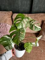 Monstera Albo Variegata - Mooie plant!, Ophalen, Vaste plant, Bloeit niet, Halfschaduw