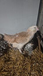 Diverse raskippen. Faverolle, Zweedse bloem, Bielefelder, Vrouwelijk, Kip