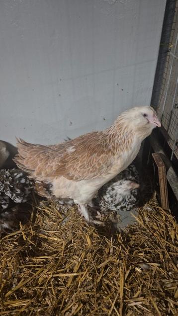 Diverse raskippen. Faverolle, Zweedse bloem, Bielefelder beschikbaar voor biedingen