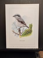 Klapekster - Buzin - prent kunst  afmeting  18 x 24 cm, Verzenden, 1980 tot heden, Zo goed als nieuw, Dier