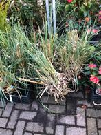 Pampus gras hoog en laag overjarige planten 5 liter pot, Tuin en Terras, Vaste plant, Herfst, Siergrassen, Ophalen