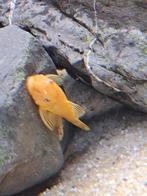 Ancistrus Yellow blue eye, Dieren en Toebehoren, Vis