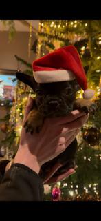 Franse bulldog pups, 8 tot 15 weken, Teef, Bulldog, Meerdere