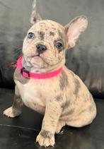 Franse Bulldog pups. Drie Merle teefjes en drie reutjes, Ophalen of Verzenden, Nieuw