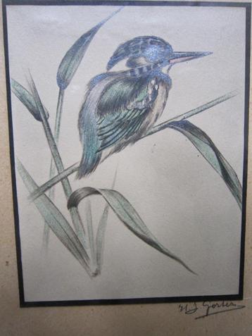 H.GORTER, Mooie tekening van een Ijsvogeltje  beschikbaar voor biedingen