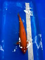 Pearl benigoi, Dieren en Toebehoren, Karper of Koi