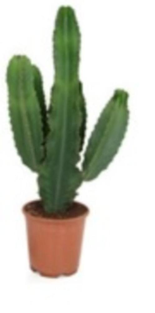 Euphorbia cactus, Huis en Inrichting, Kamerplanten, Cactus, Minder dan 100 cm, Halfschaduw, Verzenden