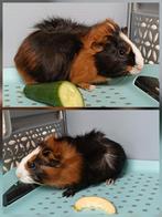 prachtig 3-kleurig cavia beertje - 4 weken oud, Oktober, Mannelijk, Cavia