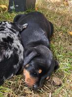 Jack Russel pup, Black &Tan. Super lief en sociaal, Reu, CDV (hondenziekte), 8 tot 15 weken, Eén hond