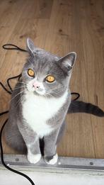 Britse korthaar (man), Dieren en Toebehoren