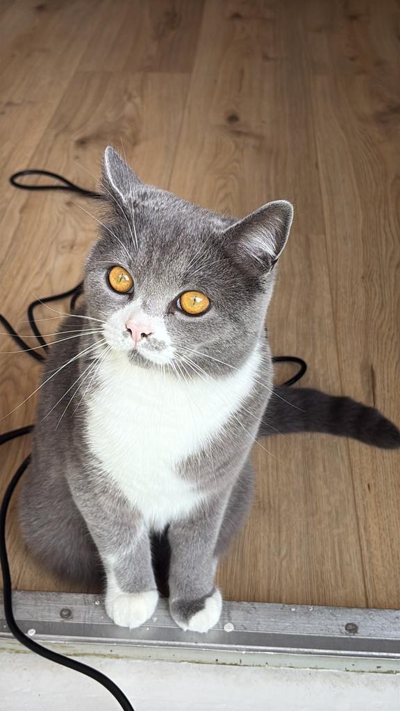 Britse korthaar (man), Dieren en Toebehoren, Katten en Kittens | Dekkaters