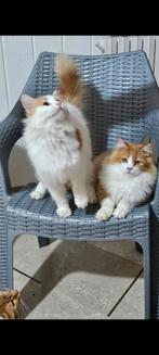 Superlieve garfield, Dieren en Toebehoren, Katten en Kittens | Raskatten | Langhaar, Kater, Gechipt