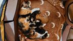 Gereserveerd 🚨 Kittens, Dieren en Toebehoren, Katten en Kittens | Overige Katten