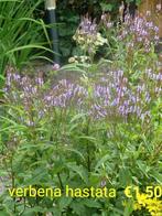 Verbena hastata planten., Tuin en Terras, Planten | Tuinplanten, Zomer, Ophalen of Verzenden, Volle zon