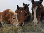 Weidegang met toezicht!, Weidegang, 2 of 3 paarden of pony's