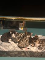 Bengaal X Europese korthaar kittens, Dieren en Toebehoren, Katten en Kittens | Overige Katten, Meerdere dieren, Kortharig