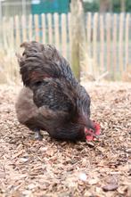 Mooie jonge chocolade bruine Orpington haan te koop, Mannelijk, Kip