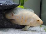 Albino pauwoog cichlide, oscar high white red tiger ong 12cm, Vis, Zoetwatervis