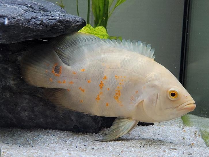 Albino pauwoog cichlide, oscar high white red tiger ong 12cm, Dieren en Toebehoren, Vissen | Aquariumvissen, Zoetwatervis, Vis
