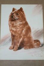 Prachtige kleurenprent - Chowchow (Diana Thorn) - Ca 1940 !!, 1940 tot 1960, Gebruikt, Ophalen of Verzenden