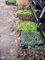 Opruiming verschillende vaste planten siergras lavendel, Tuin en Terras, Planten | Tuinplanten, Overige soorten, Vaste plant, Ophalen of Verzenden