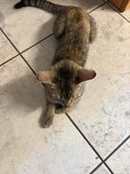 Kittens met moeder tekoop, Dieren en Toebehoren, Katten en Kittens | Overige Katten
