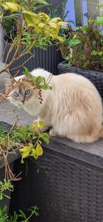 Kitten, Dieren en Toebehoren, Katten en Kittens | Raskatten | Korthaar, Poes, 0 tot 2 jaar
