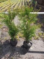 Thuja frieslandia, Conifeer, Ophalen, 100 tot 250 cm