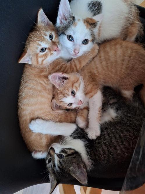 4 hele lieve en sociale kittens, Dieren en Toebehoren, Katten en Kittens | Overige Katten, Meerdere dieren