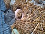 2 mannetjes konijnen, Dieren en Toebehoren, Mei, Mannelijk