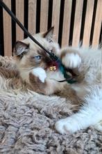 Raszuivere traditionele Ragdoll kittens met Stamboom, Dieren en Toebehoren, Meerdere dieren, Gechipt, 0 tot 2 jaar
