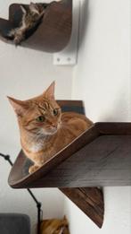 Katten wandmeubel, Hout met tappijt, 80cm breed, handgemaakt, Ophalen of Verzenden, Nieuw