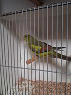 Vele soorten vogels en diervoeders Vanavond geopend, Meerdere dieren, Parkiet