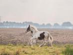 Prachtig groot Tinker/irish cob merrie veulen, Dieren en Toebehoren, Merrie, 0 tot 2 jaar