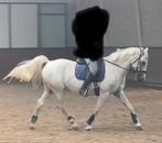 Bijrijder verzorger gezocht, Dieren en Toebehoren, Ophalen of Verzenden, Nieuw