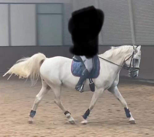 Bijrijder verzorger gezocht, Dieren en Toebehoren, Paarden en Pony's | Verzorgingsproducten, Nieuw, Ophalen of Verzenden