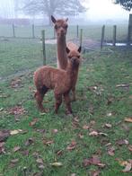 Alpaca's, Dieren en Toebehoren, Overige Dieren, Juni, Meerdere dieren