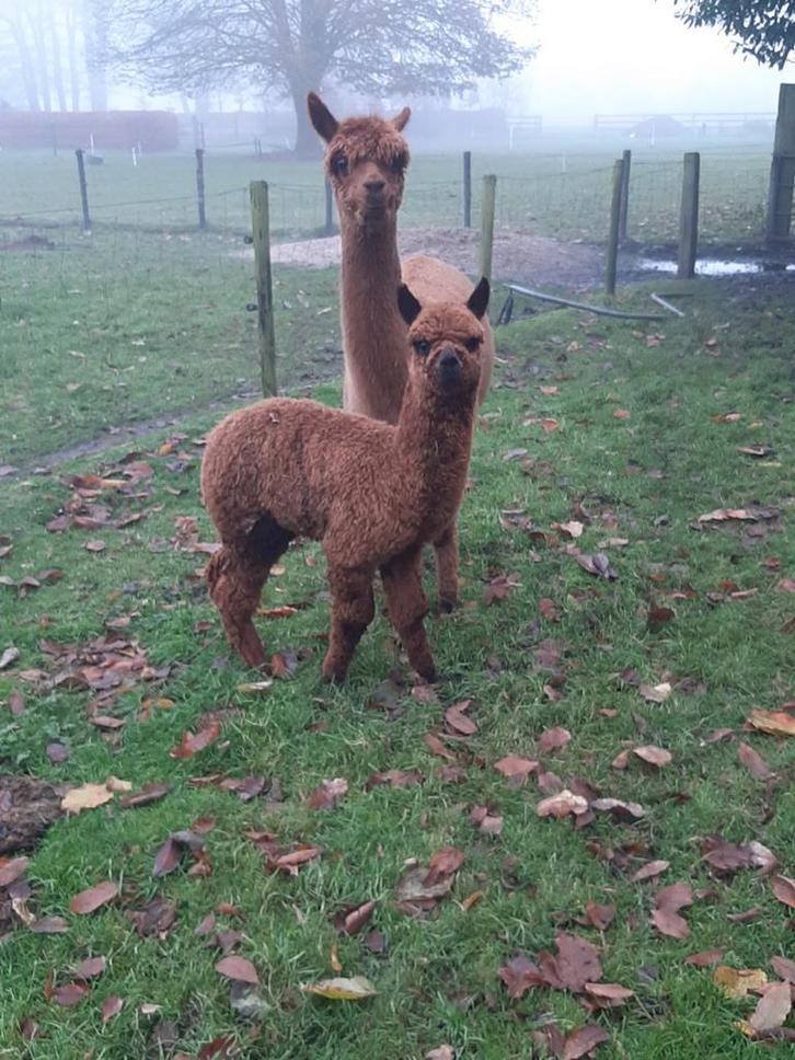Alpaca's, Dieren en Toebehoren, Overige Dieren, Meerdere dieren, Juni