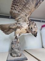 Staande buizerd, Ophalen, Zo goed als nieuw, Beeldje of Figuurtje