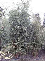 bamboe Phyllostachys aurea, Tuin en Terras, Planten | Struiken en Hagen, Bamboe, Struik, Ophalen, 250 cm of meer