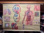 Vintage schoolkaart Anatomie – Hagemann 1982, Ophalen of Verzenden, Natuur en Biologie