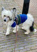 Warme hondentrui Chihuahua Poedel Teacup Pomchi Pup boomer, Dieren en Toebehoren, Hondenkleding, Ophalen of Verzenden, Nieuw, Hondentrui
